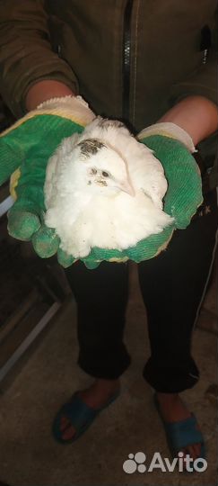 Перепела белый гигант