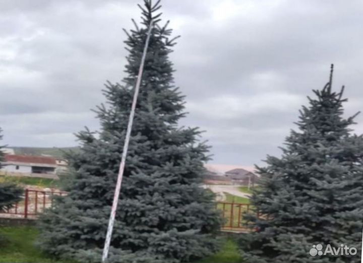 Ели крупномеры от 3 до 8 метров l-9054