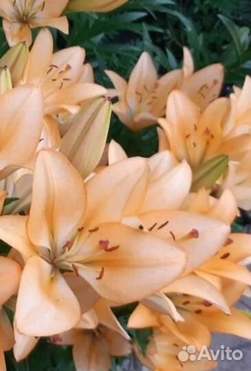 Рассада многолетних садовых цветов: лилии и др