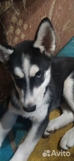 Щенки сибирской хаски