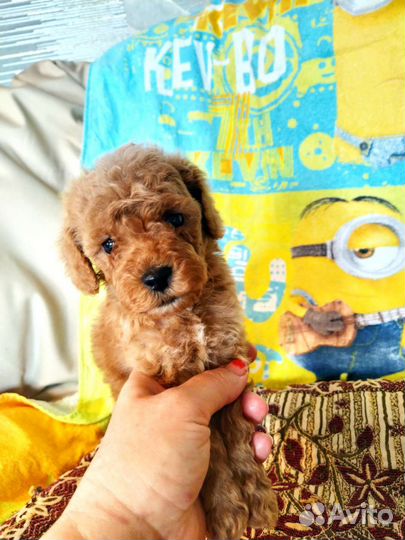 Щенки пуделя