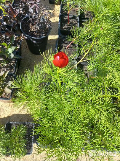 Пион степной