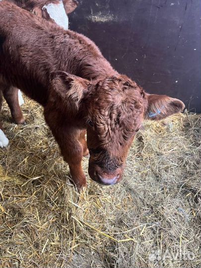 Крс телята бычки с быстрой доставкой