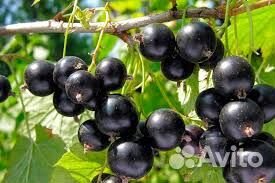 Черная смородина ягода