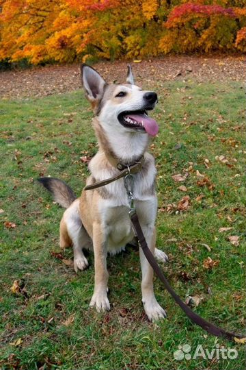 Щенки бесплатно