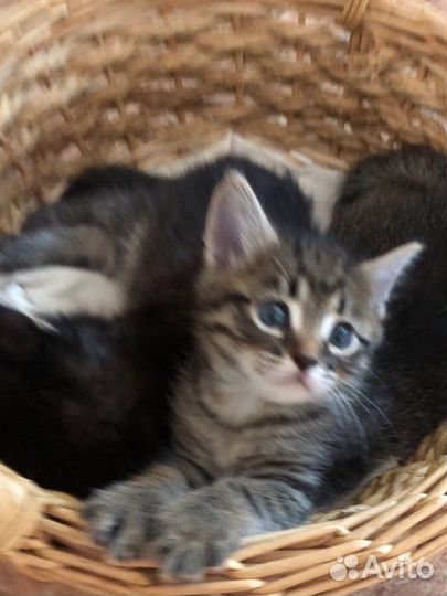 Котята
