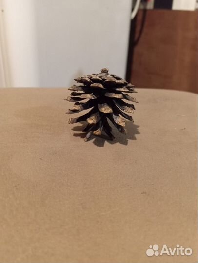 Шишки сосновые. Раскрытые. Для поделок, декора