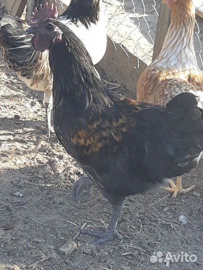 Петухи лакеданзи