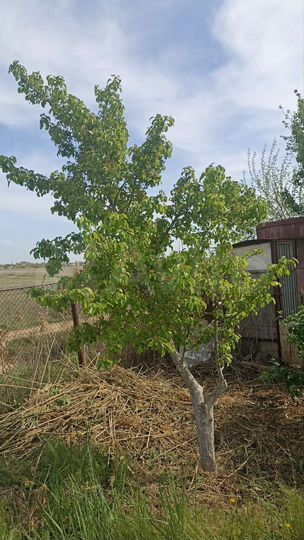 Дача 10 м² на участке 6,5 сот.