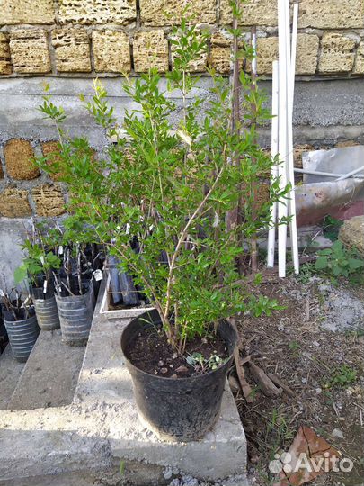 Саженцы граната