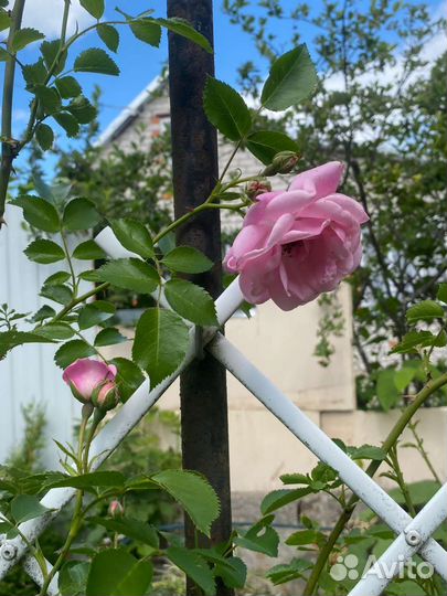 Роза плетистая