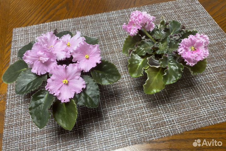 Сортовые фиалки