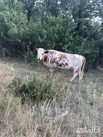 Коровы,телки