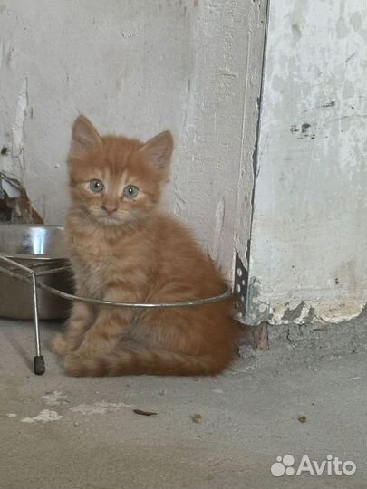 Котята в добрые руки бесплатно