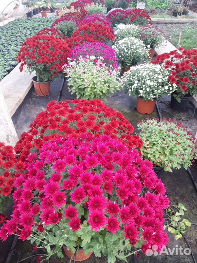 Хризантема мультифлора