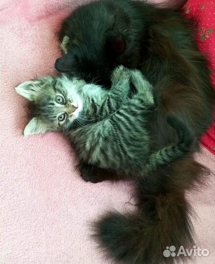 Котенок 1.5 месяца мальчик