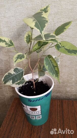 Фикусы бенджамина