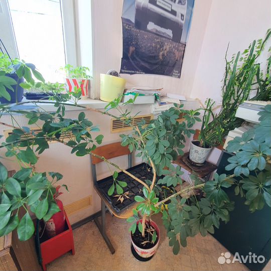 Комнатные цветы шефлера