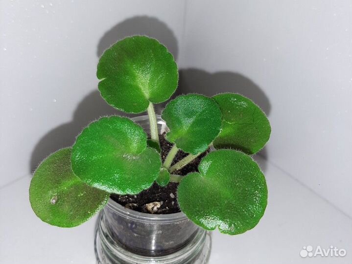 Фиалка Снежные Карпаты