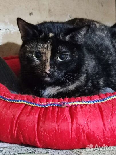 Кошки в добрые руки бесплатно