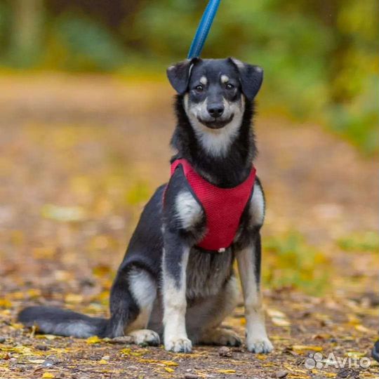 Годовалый малыш в добрые-добрые руки