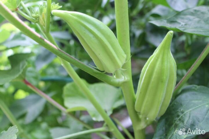 Семена бамии