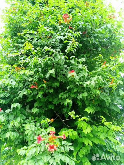 Уличные растения