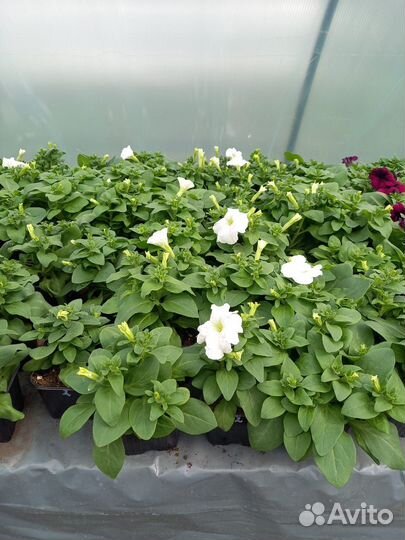 Рассада цветов