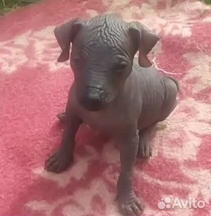 Мексиканская голая собака мини