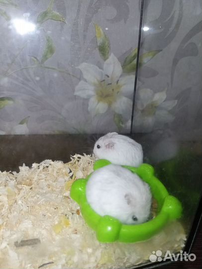 Джунгарские хомячки