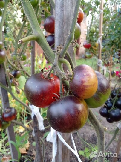 Семена томатов с антоцианом (часть 2)