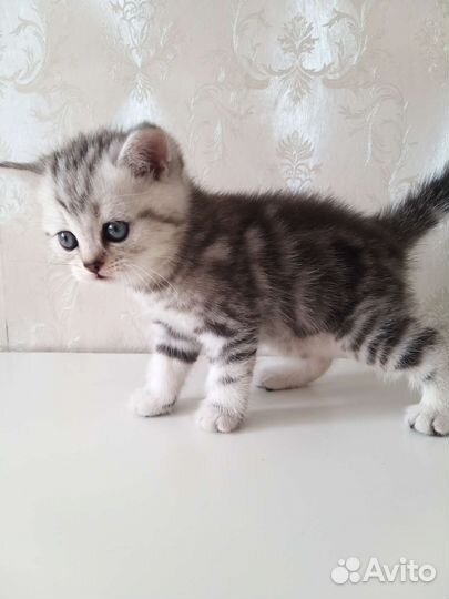 Шотландский котёнок