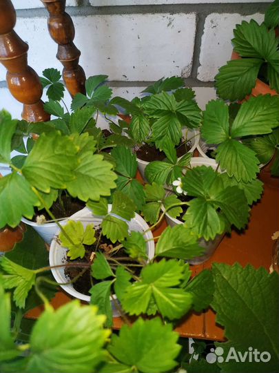 Земляника ремонтатная на рассаду