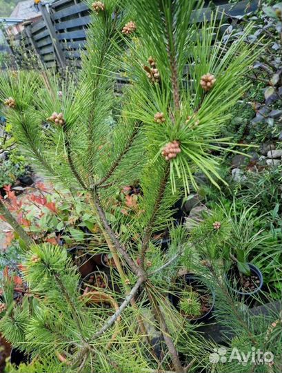 Кедр,сосна,туя,туевик,можжевельник,кипарис,криптом