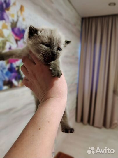 Сиамские котята