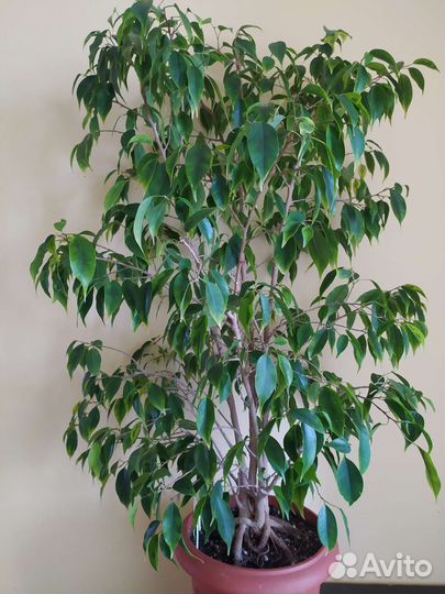 Фикус Бенджамина Регидан