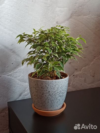 Фикус Бенджамина Кинки в керамическом горшке