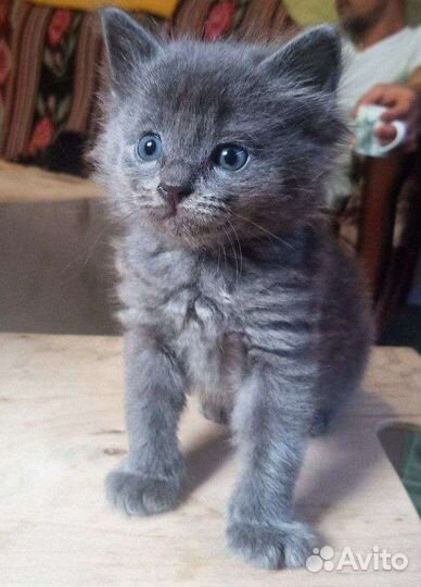 Котята в Дар