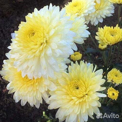 Хризантема