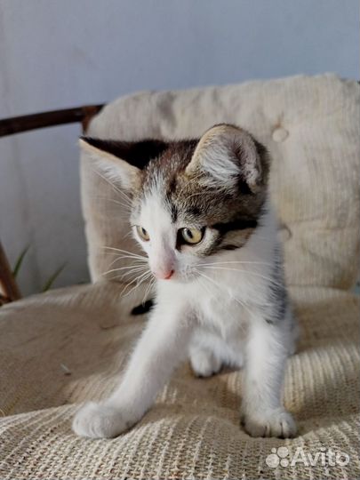 Кошки в добрые руки бесплатно