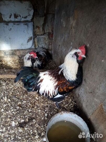 Петух Брама и Фовероль