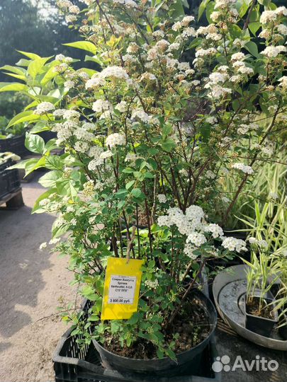 Акация, спирея, сирень, рябина