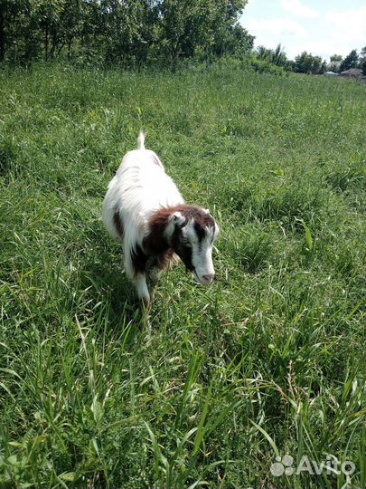 Продаю всех