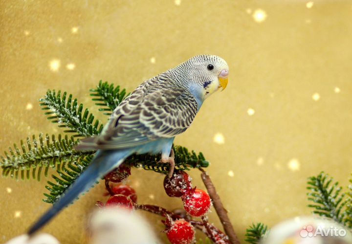 Красивые волнистые попугайчики