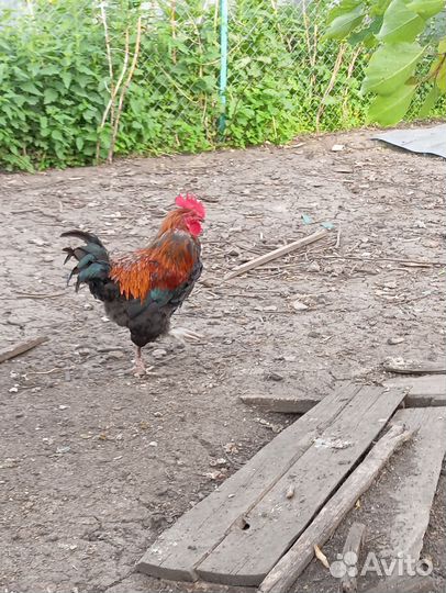 Петух Маран черно медный