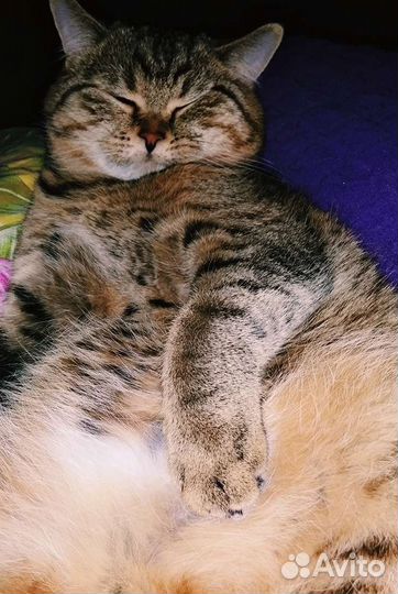 Шотландский кот вязка бесплатно