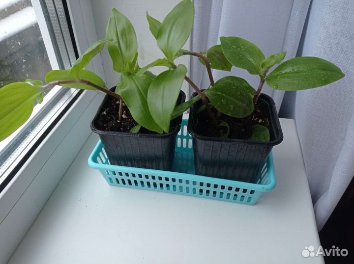 Традесканция