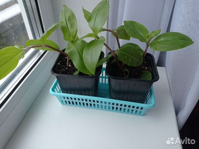 Традесканция