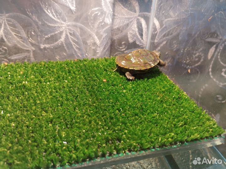 Красноухая черепаха