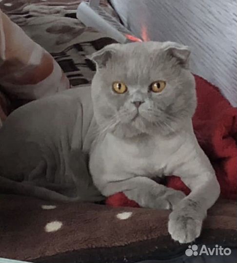 Стрижка кошек и котов всех пород